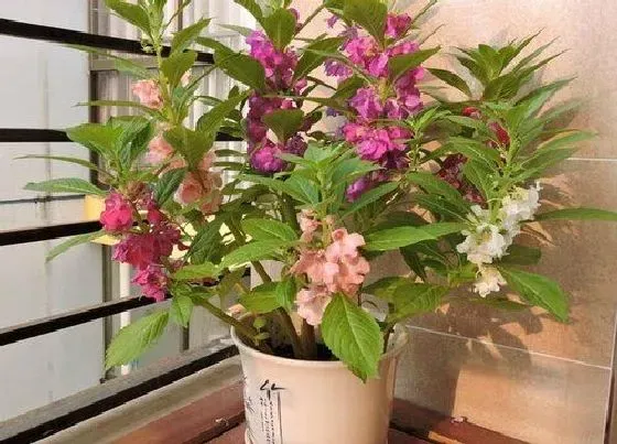 种植方法|凤仙花种植时间和方法