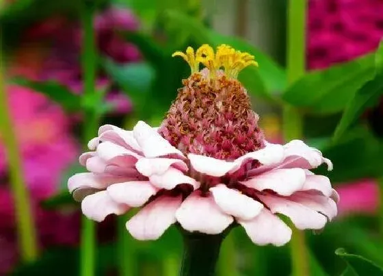 种植管理|百日草几月份种植最好 适合什么季节种