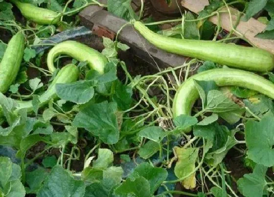 植物播种|白瓜什么时候播种最好