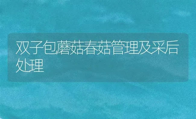 双子包蘑菇春菇管理及采后处理 | 食用菌种植