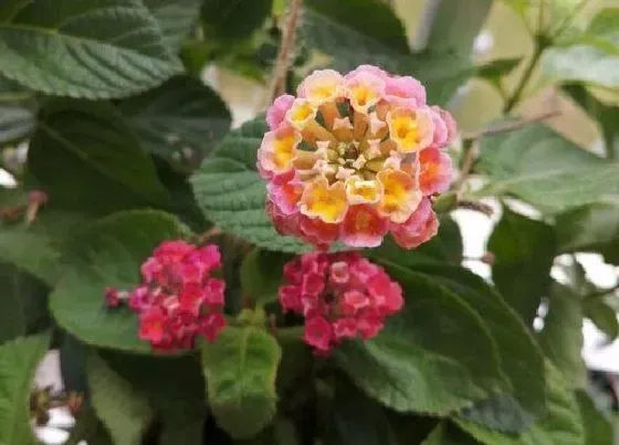 植物毒性|马缨丹有毒吗