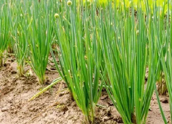 植物施肥|种葱用什么肥料最好