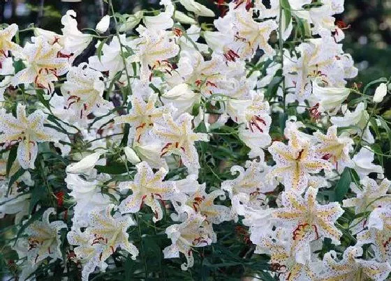 颜色花|百合的花是什么颜色