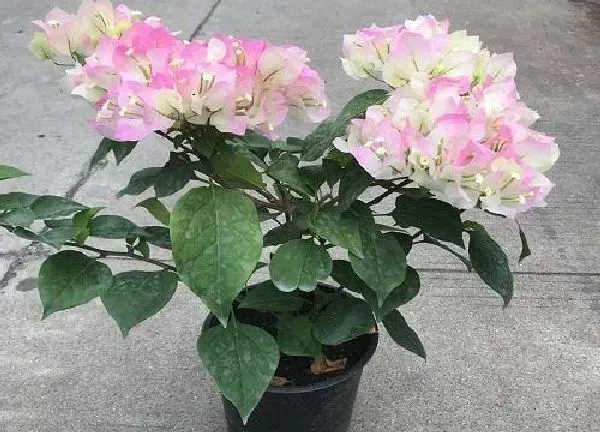 盆景|三角梅用什么花盆好看