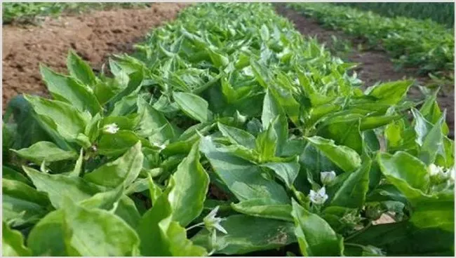 太子参的田间管理要点 | 种植技术