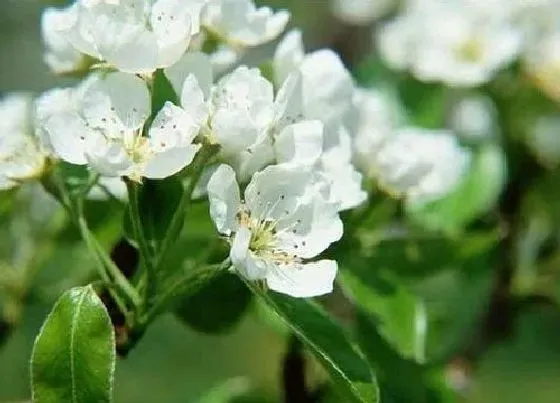 食用科普|茉莉花是热性还是凉性