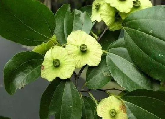 植物毒性|金钱树有毒吗 能在家里养吗