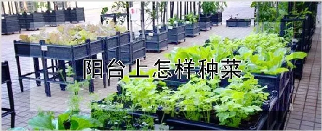 阳台上怎样种菜 | 耕种资料