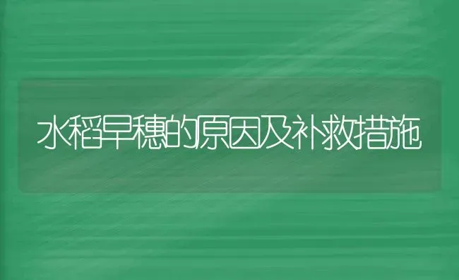 水稻早穗的原因及补救措施 | 粮油作物种植