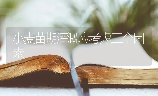 小麦苗期灌溉应考虑三个因素 | 粮油作物种植