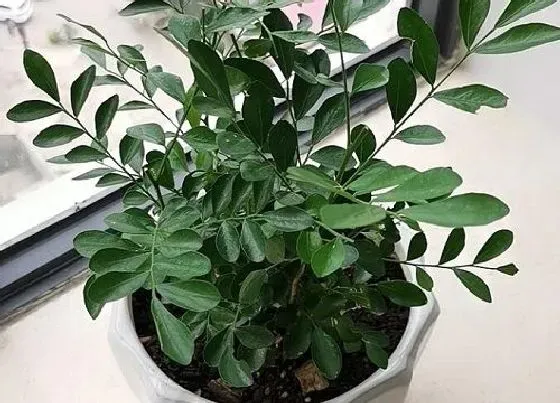 植物种类|室内驱蚊虫植物盆栽有哪些