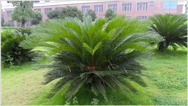 苏铁是什么植物 | 种植资料