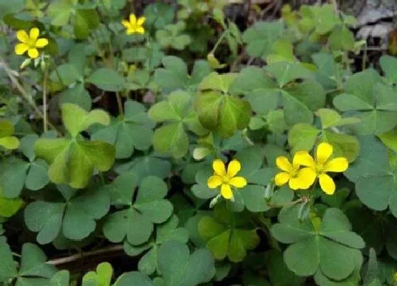 植物百科|黄花酢浆草是什么植物类别