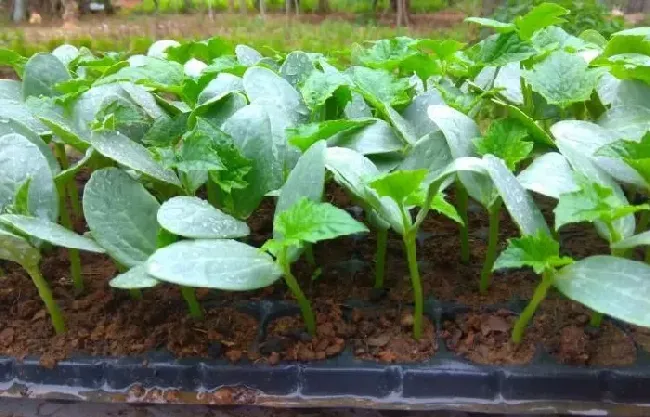 种植管理|丝瓜什么时候种植最好，丝瓜怎样播种与栽培产量高）