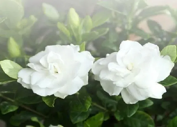 养殖方法|栀子花冬天怎么养护