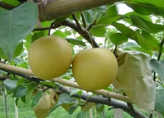 果实成熟|梨几月份成熟上市