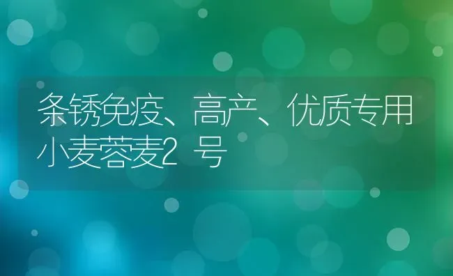 条锈免疫、高产、优质专用小麦蓉麦2号 | 粮油作物种植