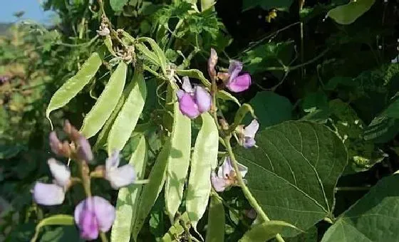 植物病害|扁豆病毒病症状与防治方法