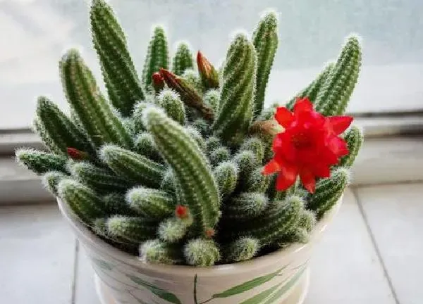 植物移栽|仙人指在什么时候换盆合适（仙人指换盆注意事项与技巧）