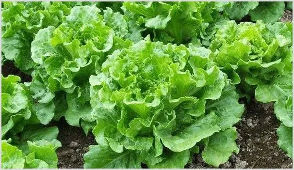 生菜种植环境要求及田间管理 | 种植技术