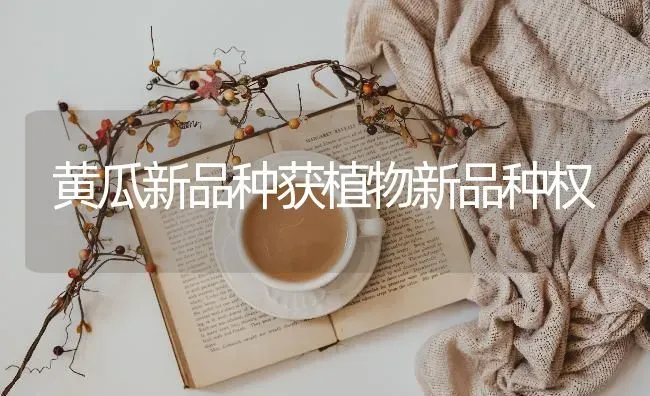 黄瓜新品种获植物新品种权 | 蔬菜种植