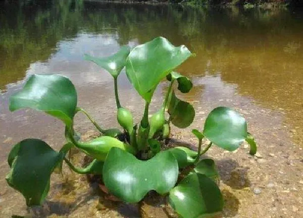 养殖方法|水培水葫芦怎么养护