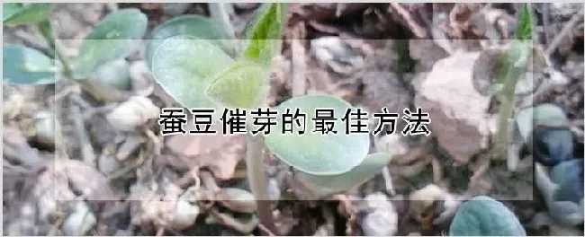 蚕豆催芽的最佳方法 | 养殖技术