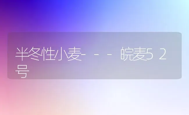 半冬性小麦---皖麦52号 | 粮油作物种植