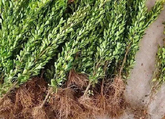 植物百科|冬青树又叫什么树