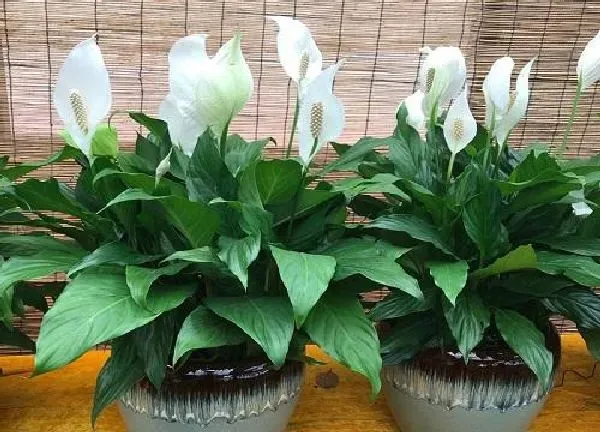 植物换土|一帆风顺换土时间和方法