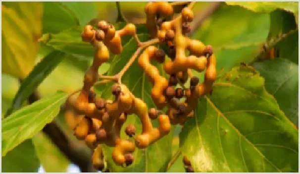 高产拐枣需要掌握的种植管理技术有哪些？ | 耕种资料