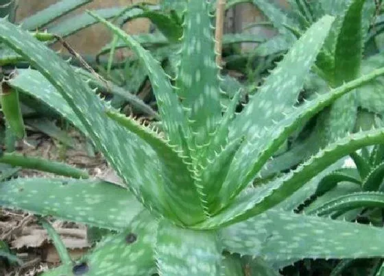 植物种类|什么样的芦荟可以食用（家里哪种芦荟可以吃又美容）