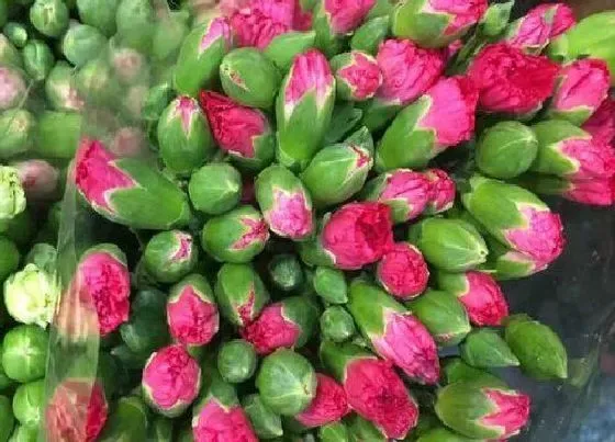 花朵|康乃馨花骨朵的样子