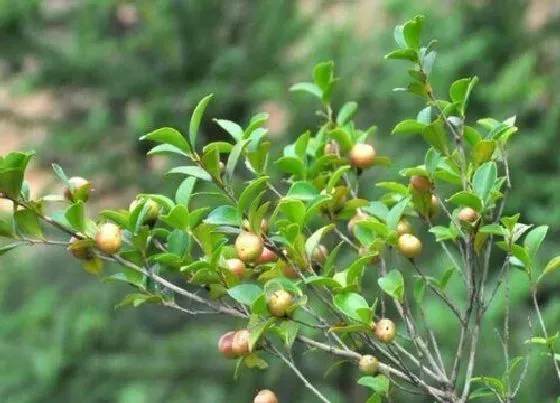 植物排行|茶籽树苗什么品种最好