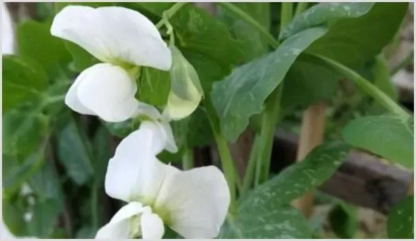 荷兰豆花期怎么管理 | 自然知识