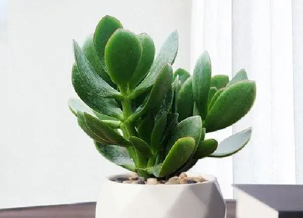 植物浇水|玉树多久浇一次水