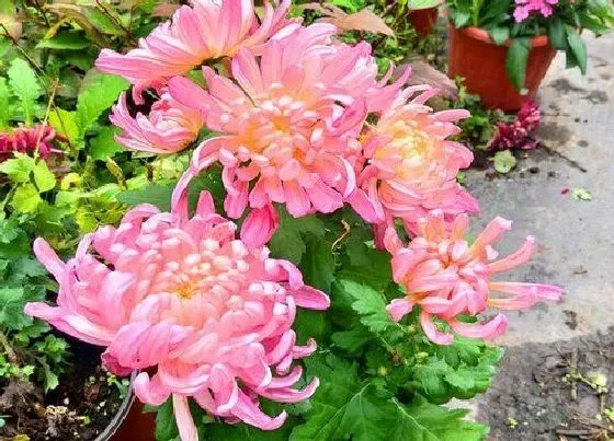 生长环境|菊花开花温度多少度