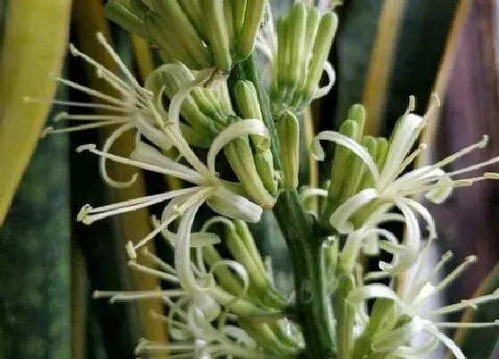 植物百科|虎尾兰开花吗 开花后什么样子