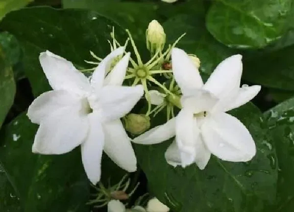 植物浇水|茉莉几天浇一次水 春夏秋冬各不同