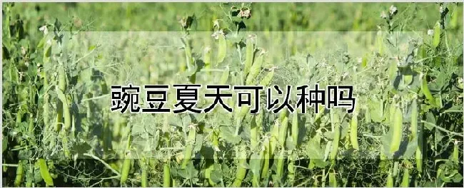 豌豆夏天可以种吗 | 农业技术