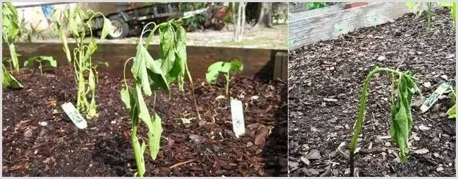 辣椒叶绿斑点防治指南 | 种植技术