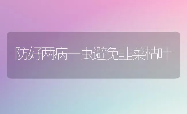 防好两病一虫避免韭菜枯叶 | 蔬菜种植