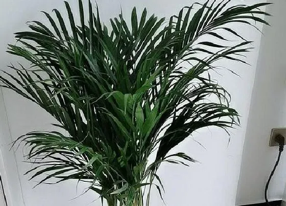 冬天植物|凤尾竹抗冻吗