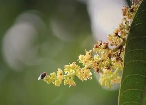 开花时间|榴莲什么时候开花一般在几月份开花