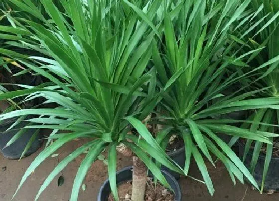 植物价格|龙须树多少钱一盆