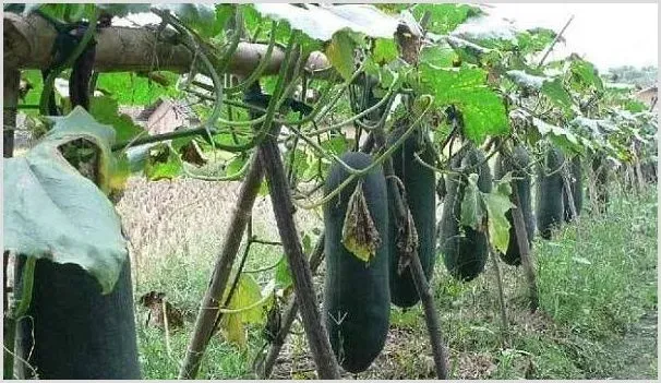 冬瓜高产的水肥管理技巧，赶紧学习起来! | 种植技术