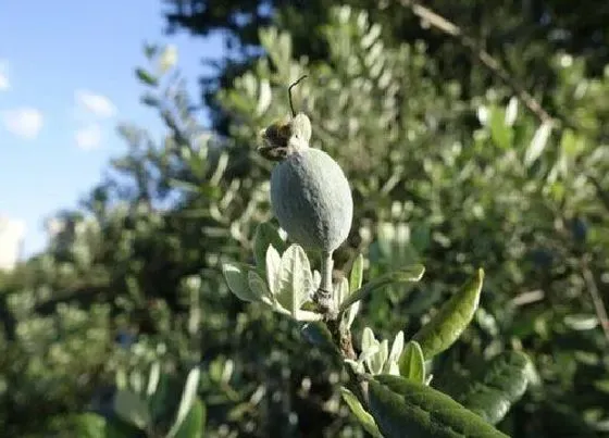 冬天植物|菲油果耐寒最低温度 菲油果冬天能耐最低温度