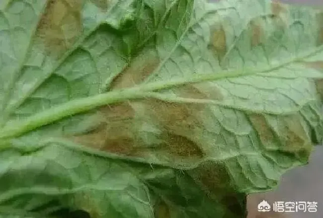 植物病害|番茄灰霉病的症状及防治措施（番茄灰霉病综合防治方法）