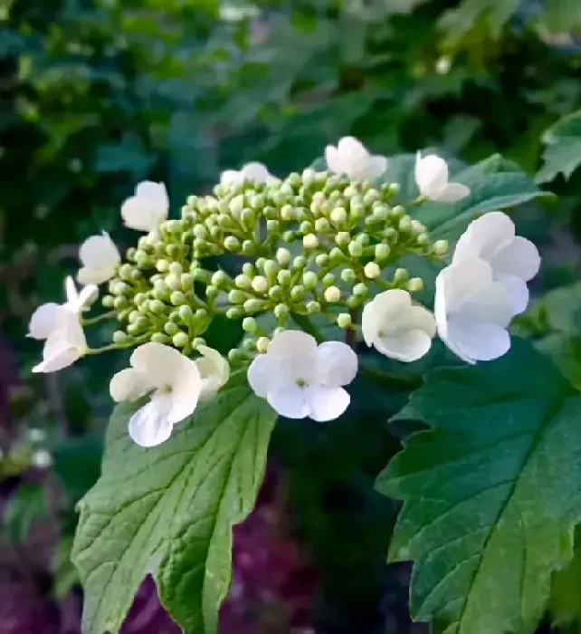 植物百科|琼花和木绣球的区别图片（琼花和木绣球一样吗）