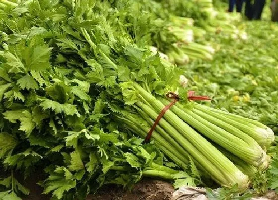 植物种类|芹菜是植物吗 属于伞形科植物